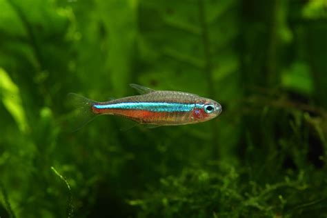 neon fish|Neon Tetra: Fish Species Profile .
